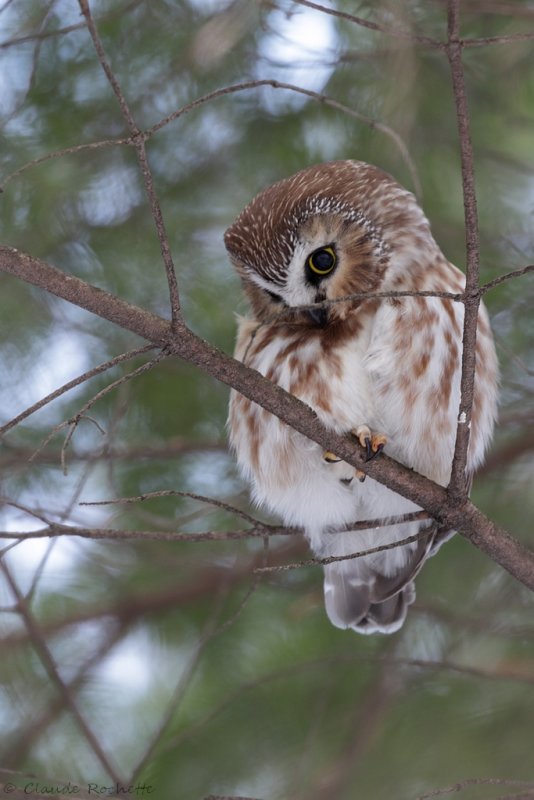 Petite nyctale / Northern Saw-whet Owl