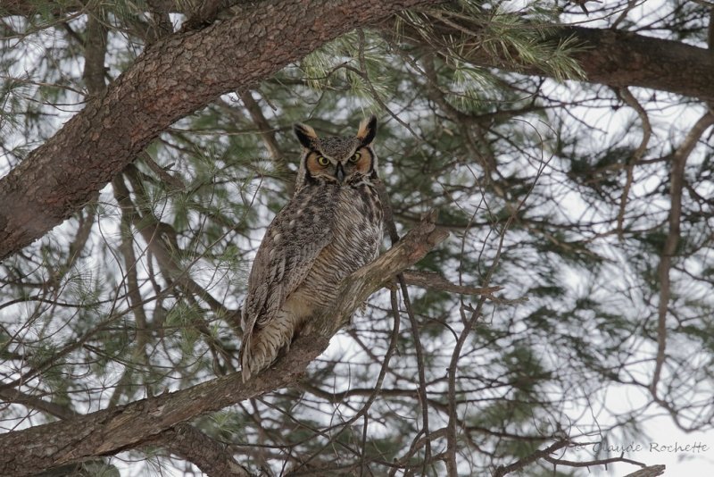 Grand duc d'Amérique/ Great Horned Owl
