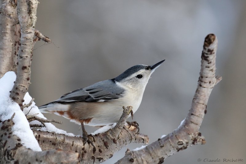 Sittelle à poitrine blanche / White-breasted Nuthatch