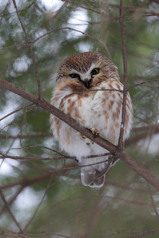 Petite nyctale / Northern Saw-whet Owl