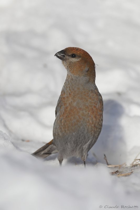 Durbec des sapins / Pine Grosbeak