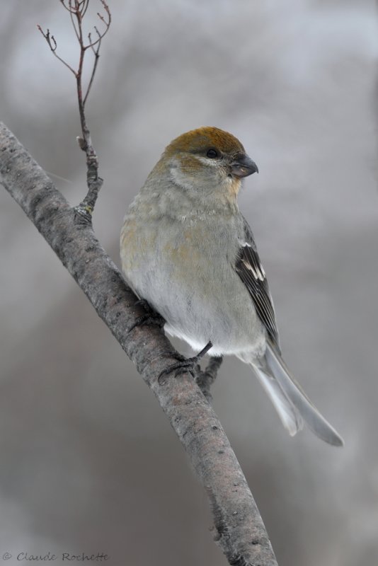 Durbec des sapins / Pine Grosbeak