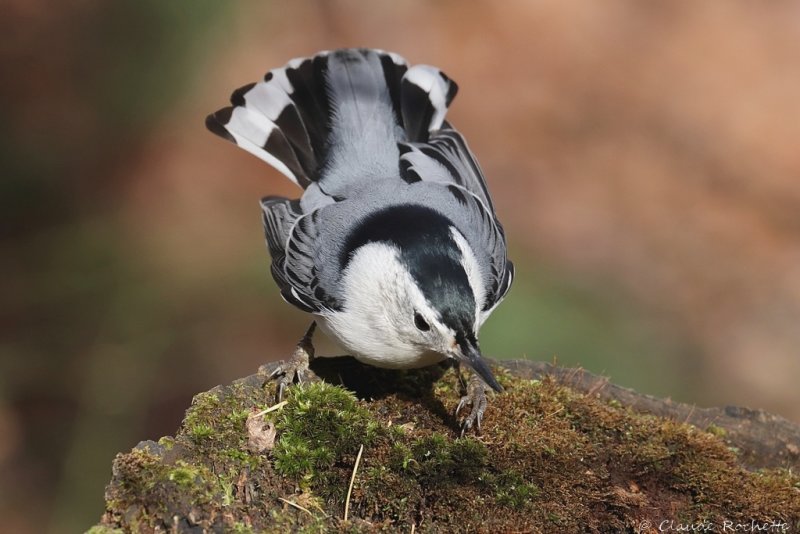 Sittelle à poitrine blanche / White-breasted Nuthatch