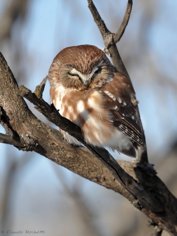 Petite nyctale / Northern Saw-whet Owl