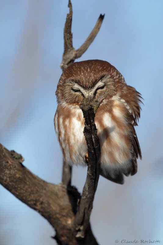 Petite nyctale / Northern Saw-whet Owl