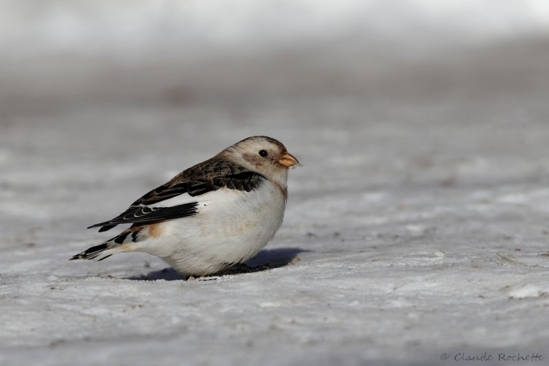 Plectrophane des neiges / Snow Bunting