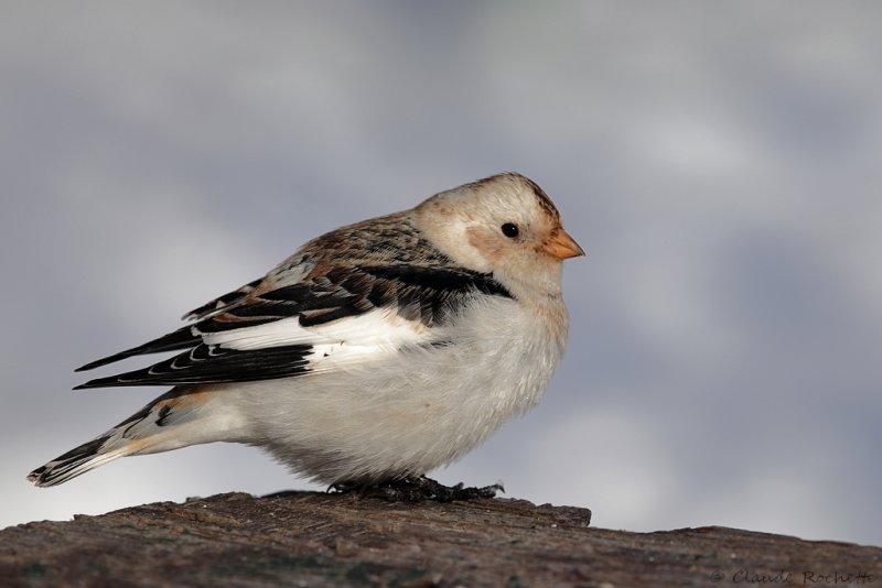 Plectrophane des neiges / Snow Bunting