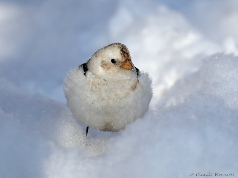 Plectrophane des neiges / Snow Bunting