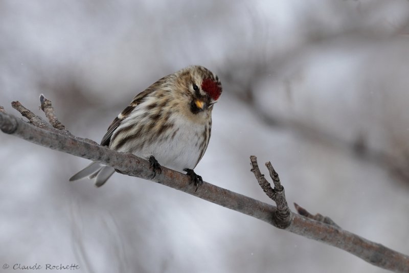 Sizerin flamm / Common Redpoll