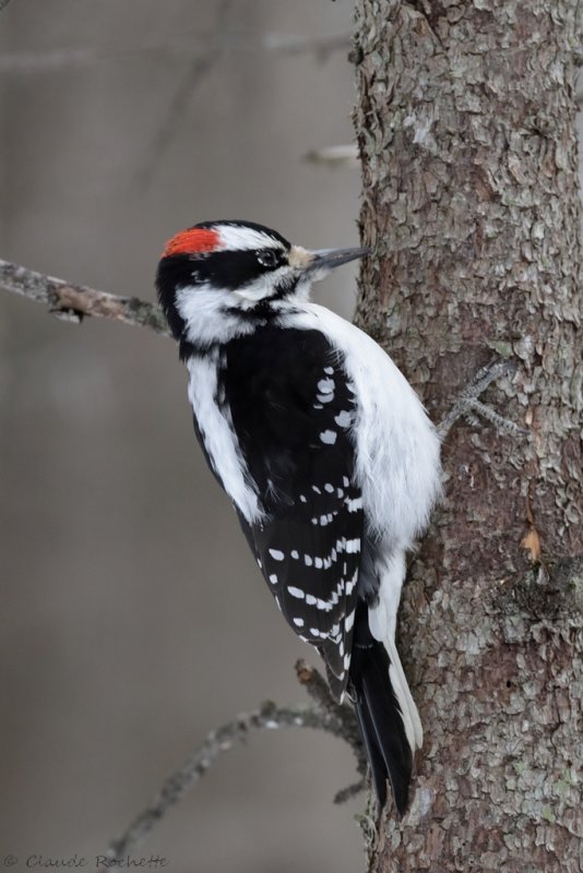 Pic chevelu / Hairy Woodpecker