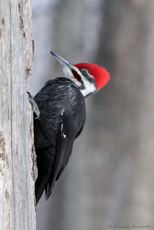 Grand pic / Pileated Woodpecker