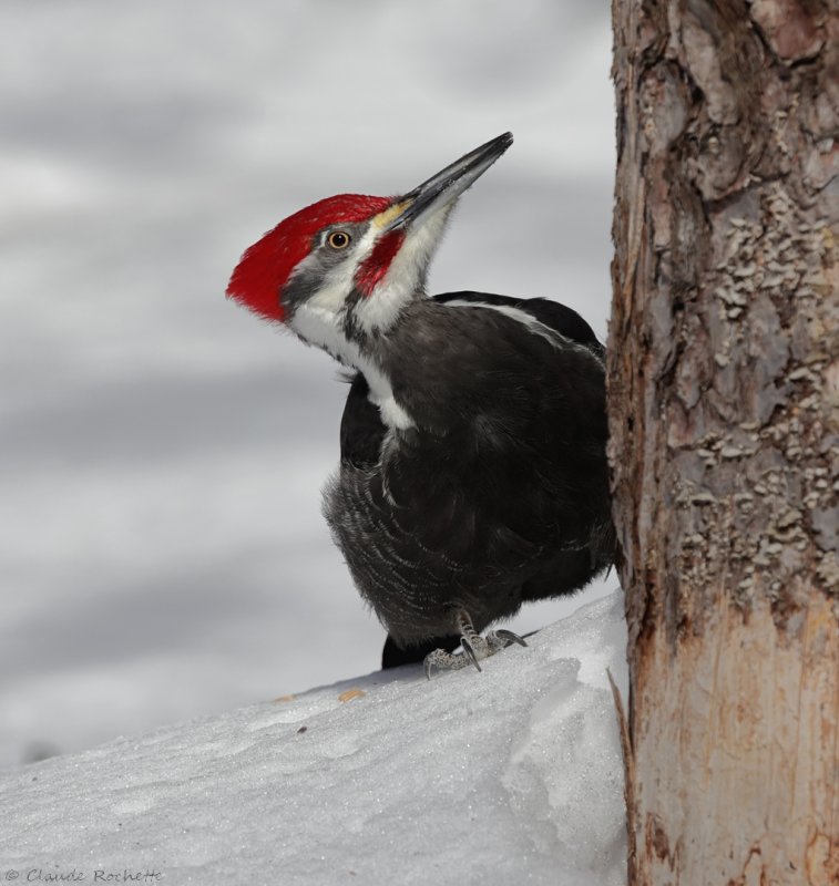 Grand pic / Pileated Woodpecker