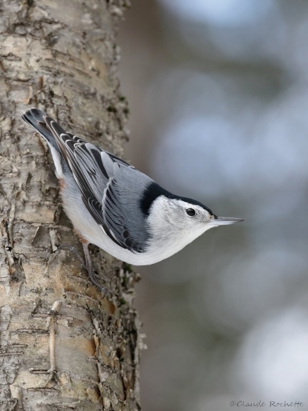 Sittelle à poitrine blanche / White-breasted Nuthatch