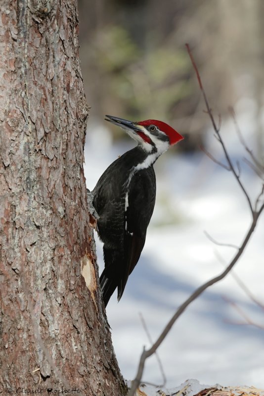 Grand pic / Pileated Woodpecker