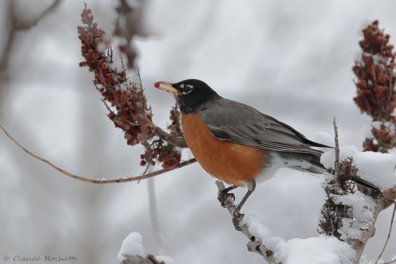 Merle d'Amrique / American Robin