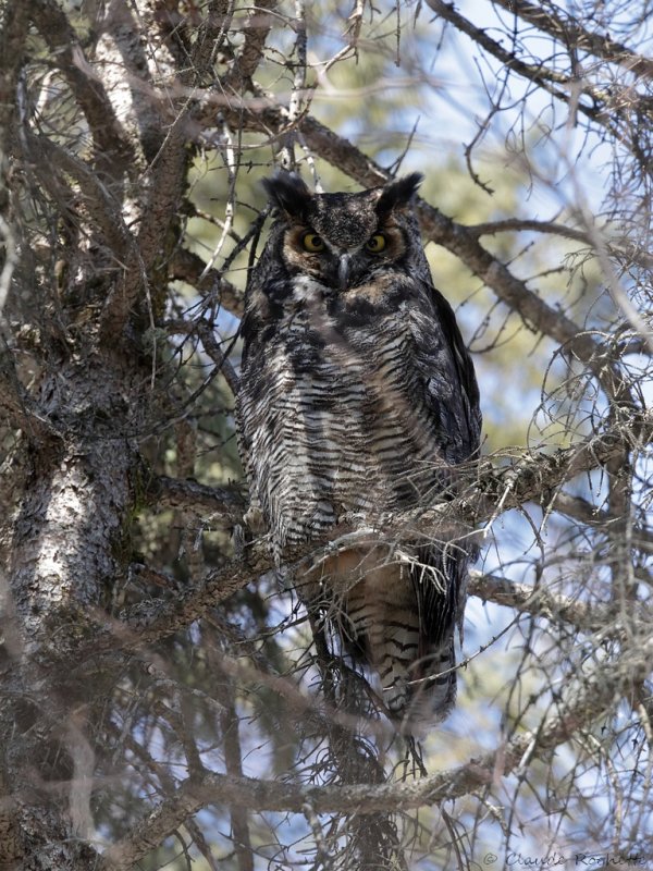 Grand duc d'Amérique/ Great Horned Owl