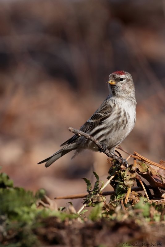 Sizerin flamm / Common Redpoll