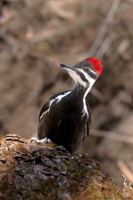 Grand pic / Pileated Woodpecker