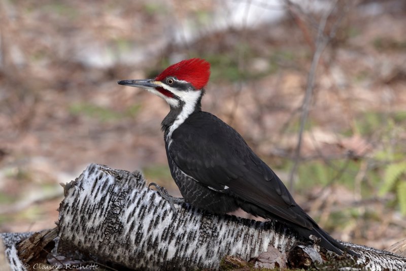 Grand pic / Pileated Woodpecker
