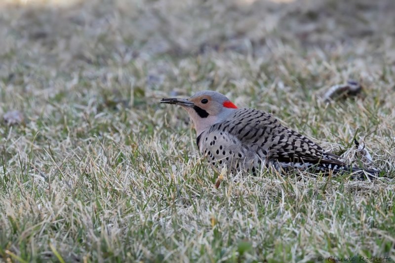 Pic flampoyant / Northern Flicker