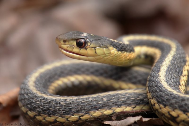 Couleuvre rayée / Common garter snake