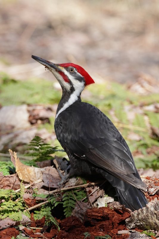Grand pic / Pileated Woodpecker