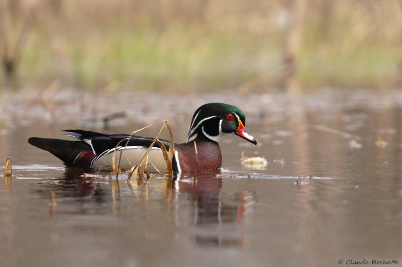 Canard branchu / Wood Duck