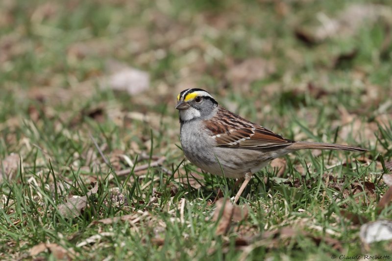 Bruant  gorge blanche / White-throated Sparrow