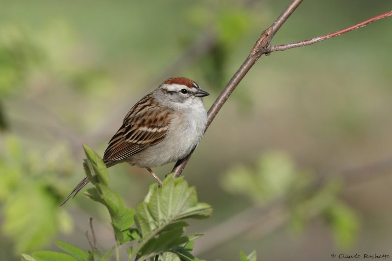 Bruant familier / Chipping Sparrow