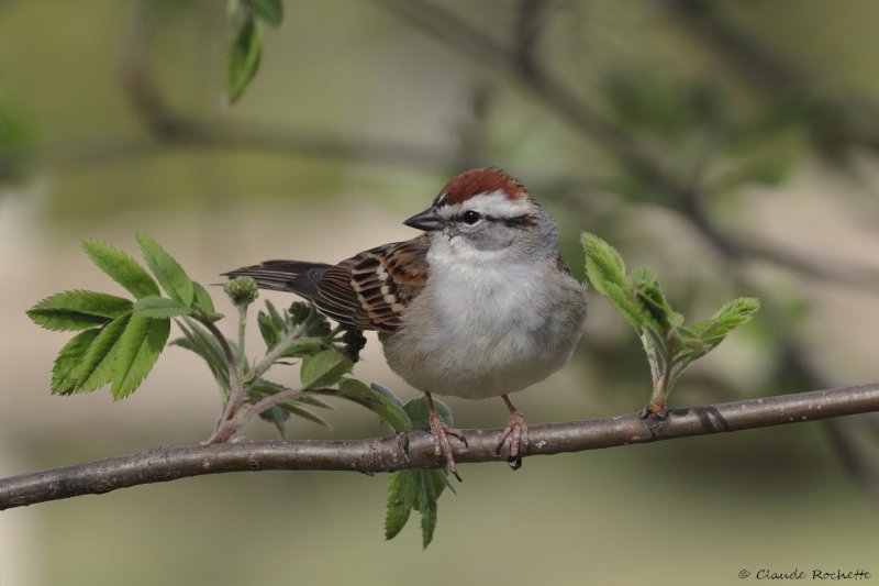 Bruant familier / Chipping Sparrow