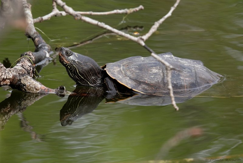 Tortue géographique / Northern Map Turtle