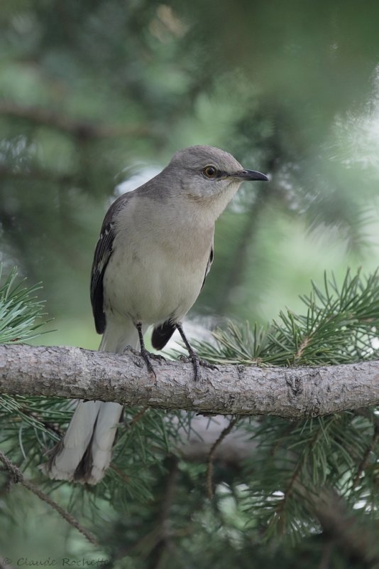 Moqueur polyglotte / Northern Mockingbird