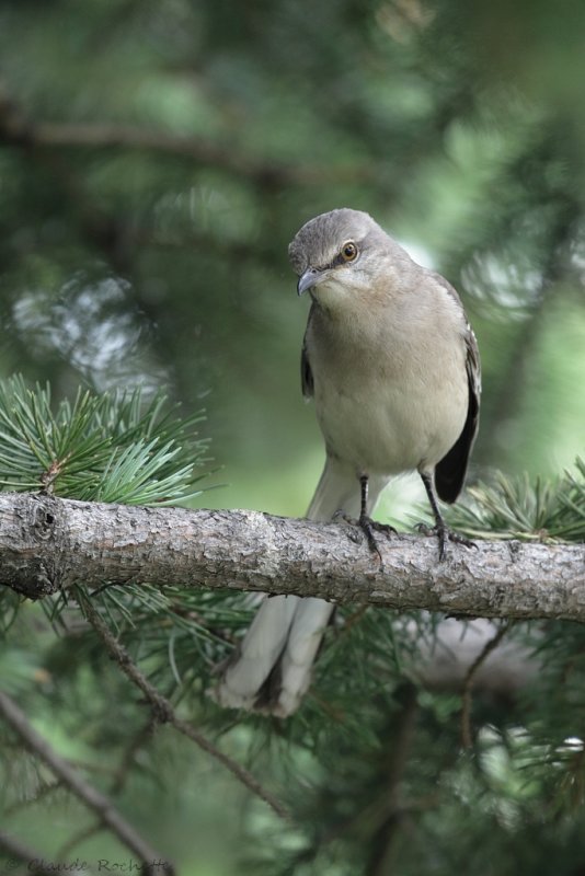 Moqueur polyglotte / Northern Mockingbird