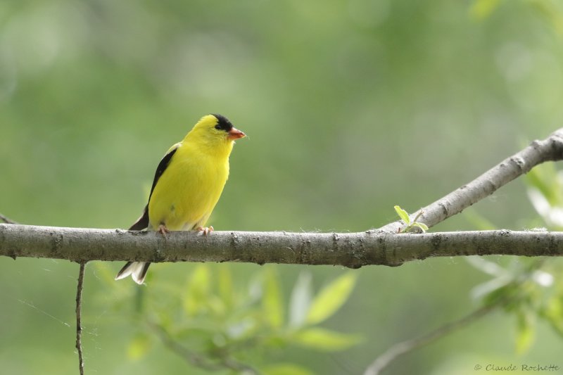 Chardonneret jaune / American Goldfinch