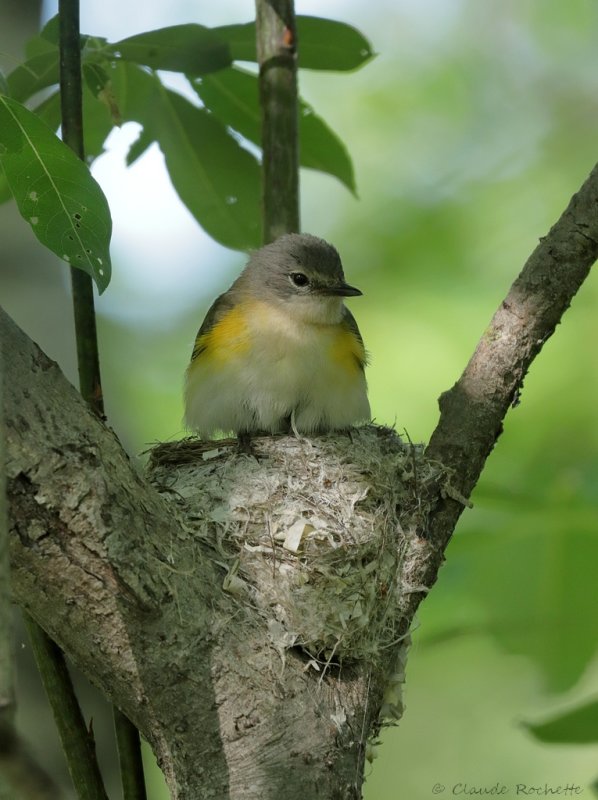 Paruline flamboyante / American Redstart