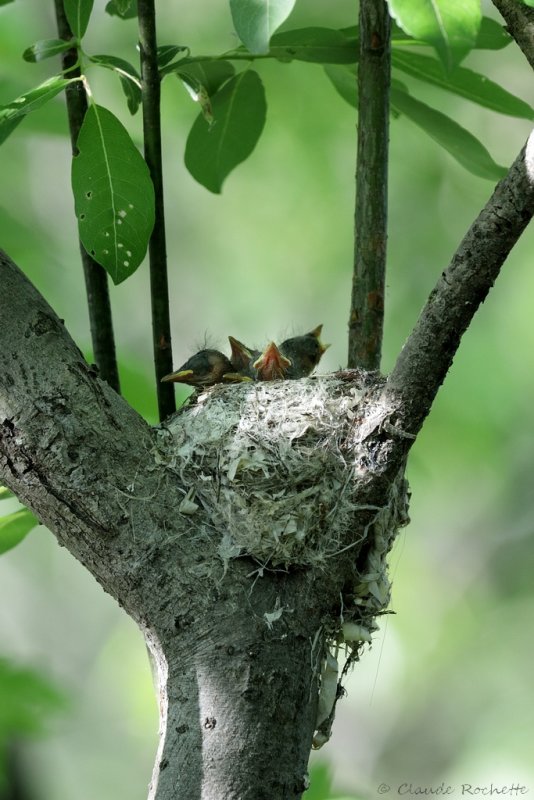 Paruline flamboyante / American Redstart