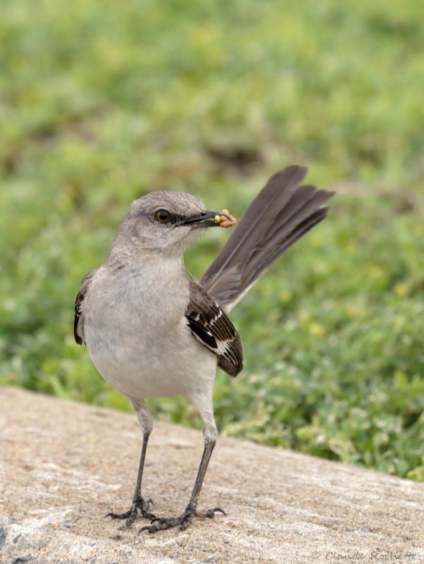 Moqueur polyglotte / Northern Mockingbird