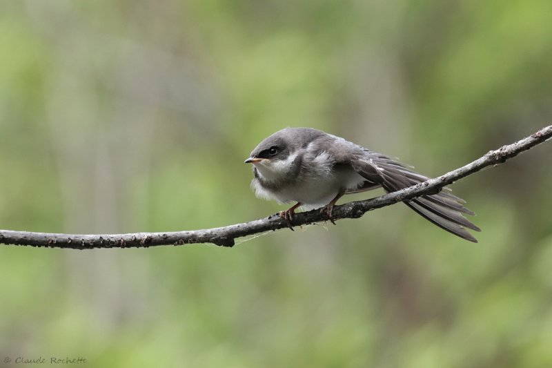 Hirondelle bicolore / Tree Swallow