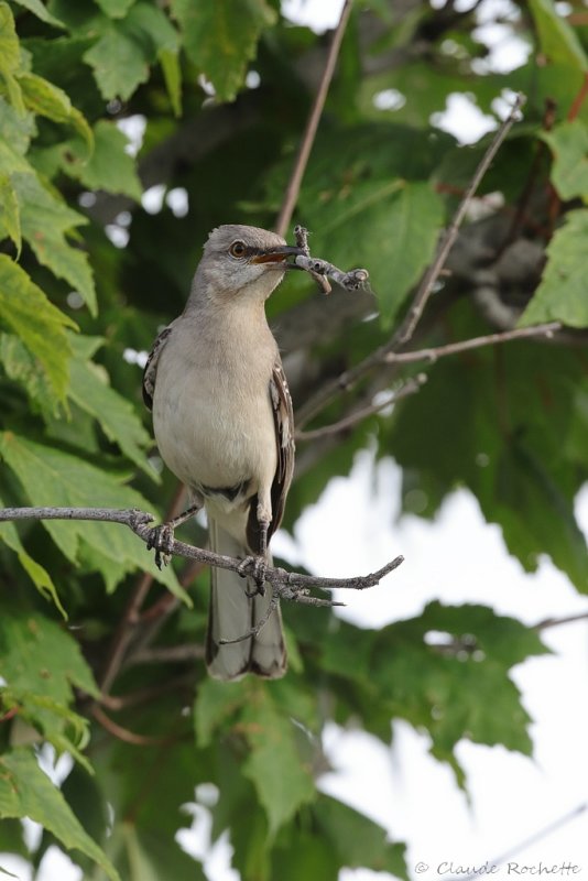 Moqueur polyglotte / Northern Mockingbird