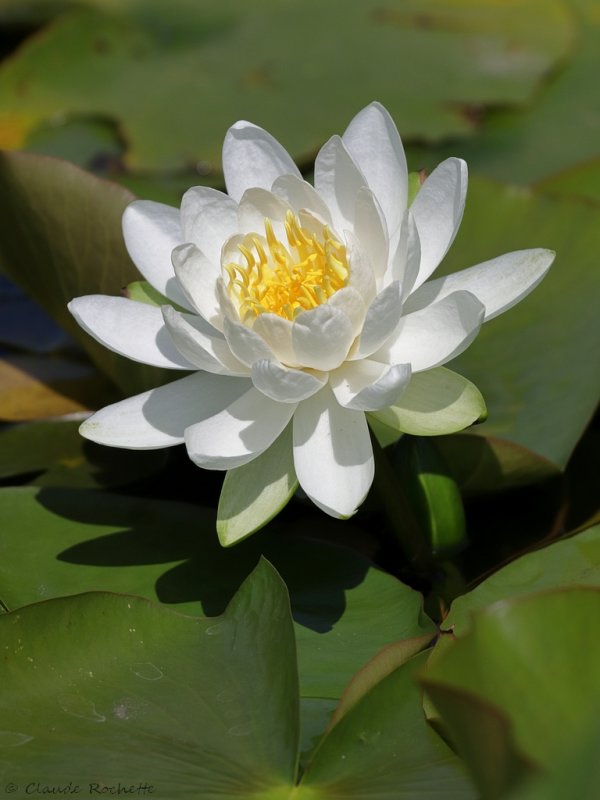 Nymphéa odorant / Fragrant Water-lily