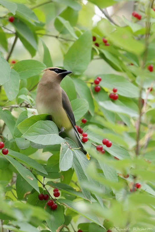 Jaseur d'Amrique /  Cedar Waxwing