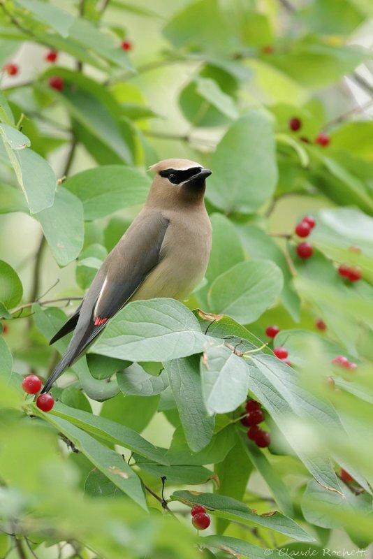 Jaseur d'Amérique / Cedar Waxwing