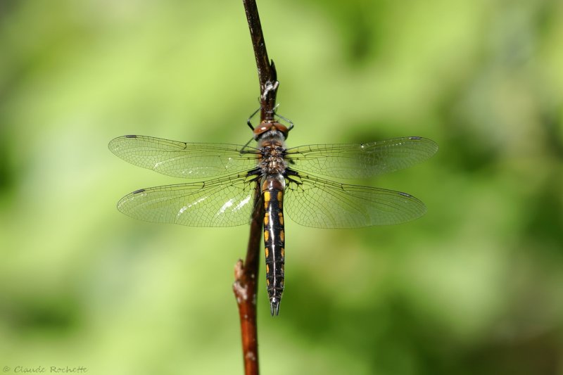 Épithèque canine / Beaverpond baskettail