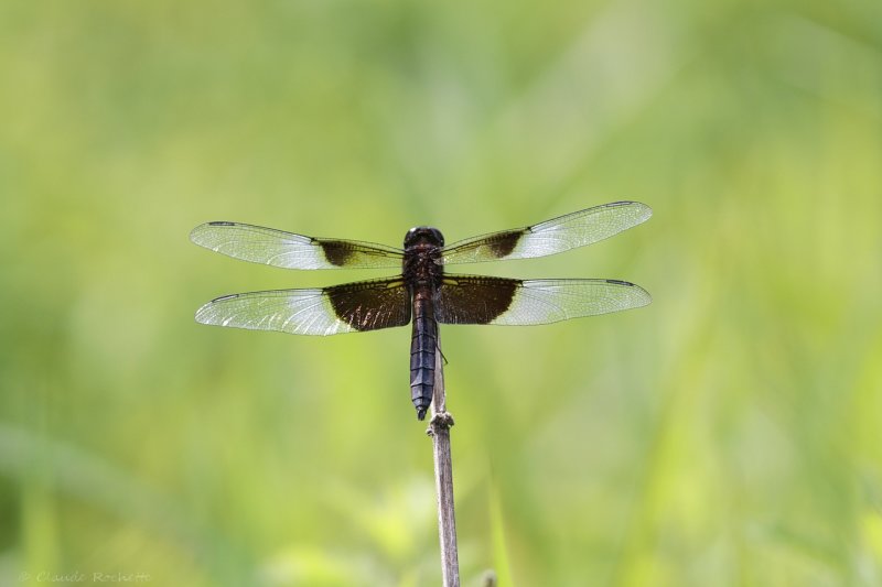 Libellule mélancolique / 	Widow skimmer