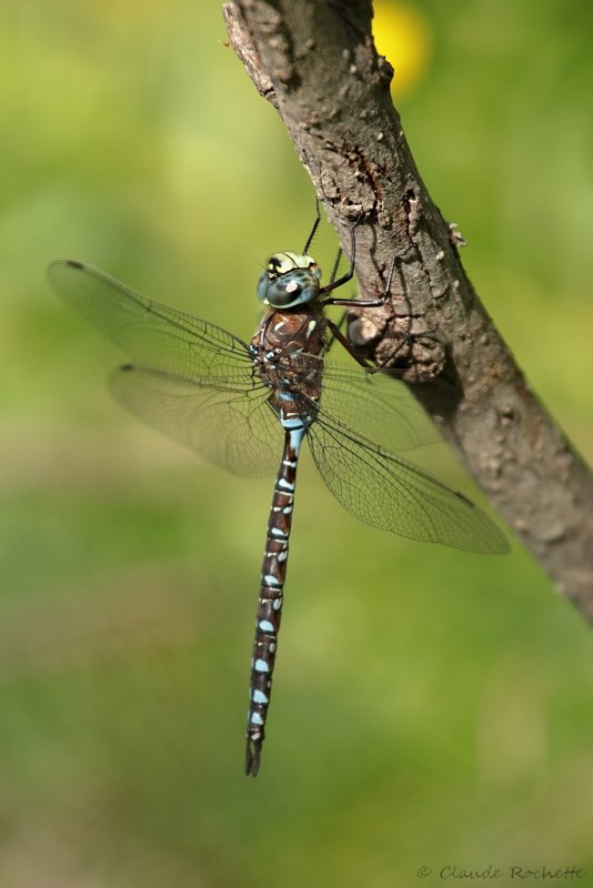 Aeschné du Canada / 	Canada darner