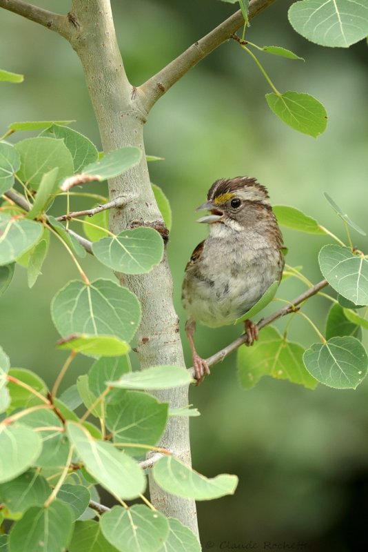 Bruant  gorge blanche / White-throated Sparrow