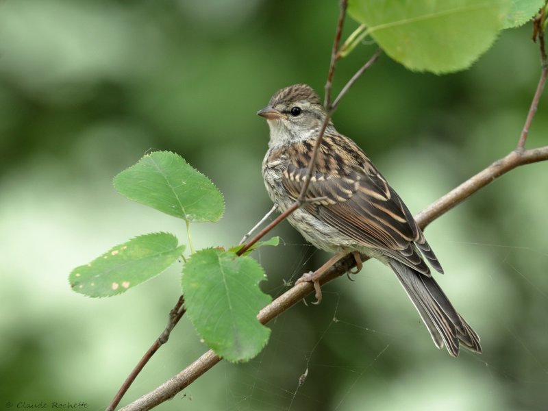 Bruant familier / Chipping Sparrow