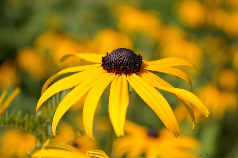 Rudbeckia_MG_4032