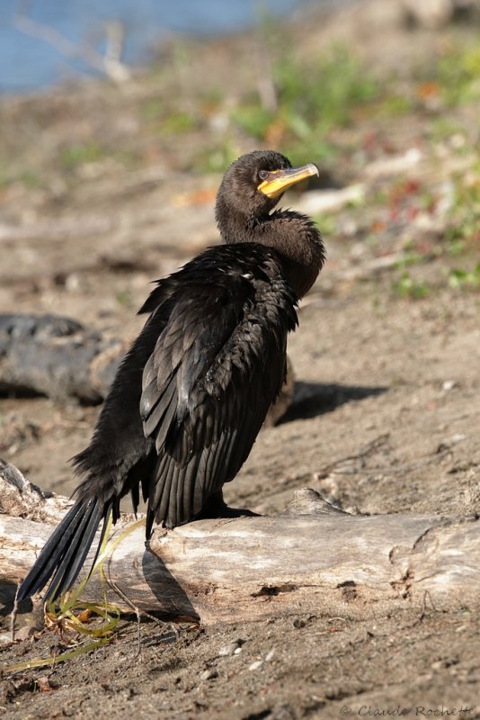 Cormoran  aigrette / Double-crested Cormorant
