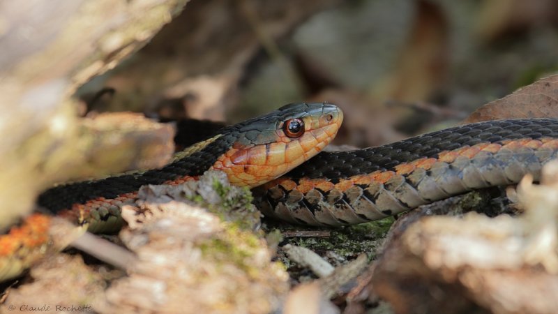 Couleuvre rayée / Common garter snake